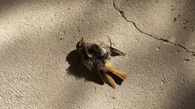 De filosofie van de apocalyps: ‘De wereld is allang vergaan’