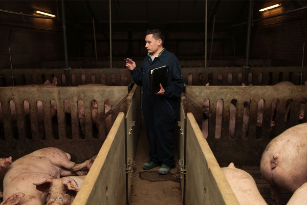 Milieu-inspecteur Sander Leenders telt de opgave van Driessen Vleesvarkens nog eens na.