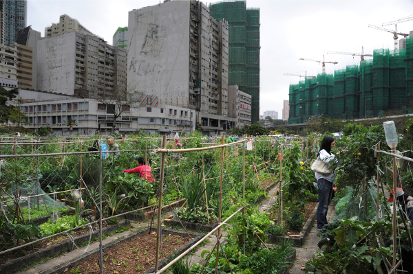 Een moestuin tussen de wolkenkrabbers in het district Tsuen Wan in Hongkong. Hier leren mensen organisch groenten verbouwen midden in de stad. Foto: Ries van Wendel de Joode/HH.
