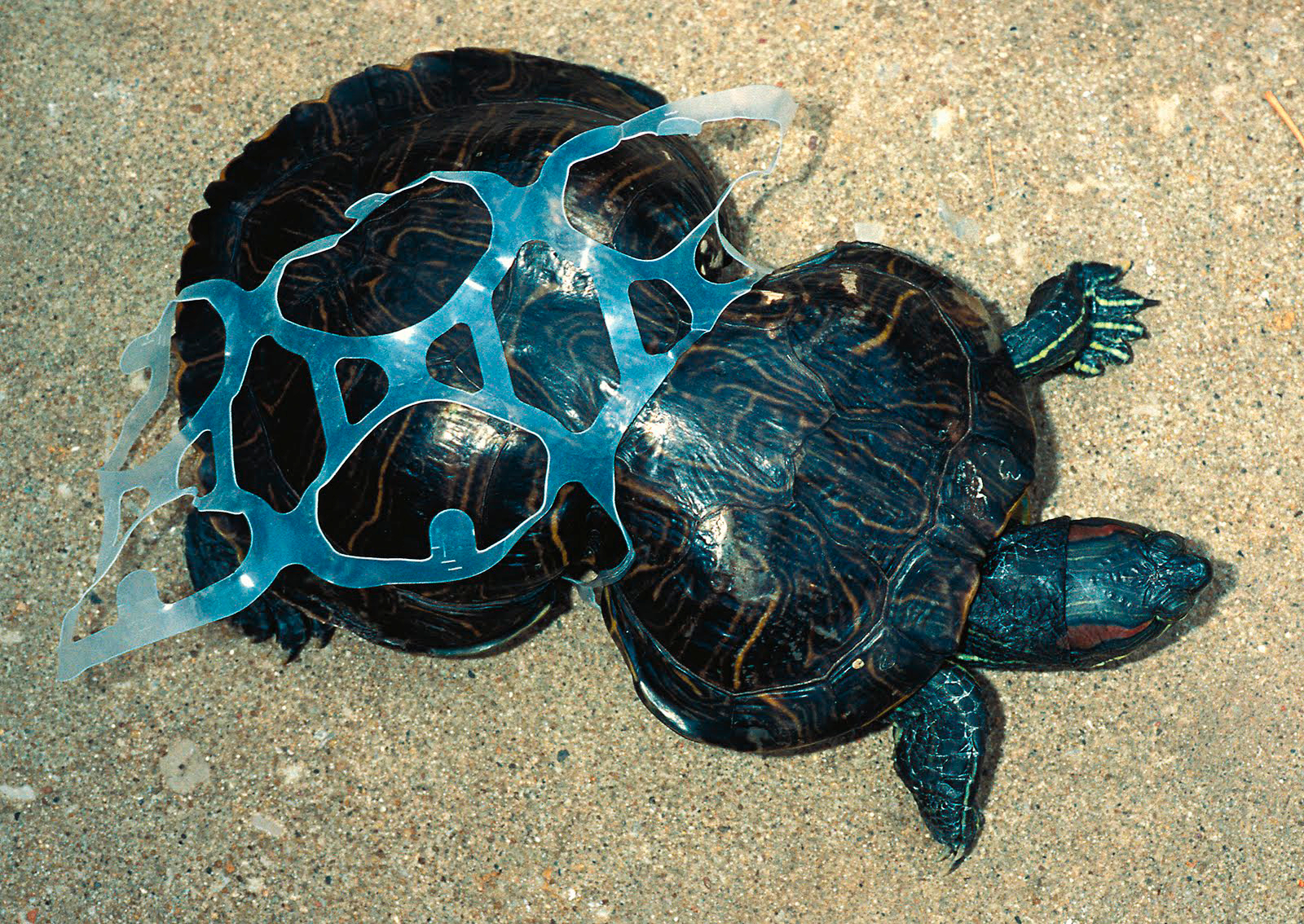 Een schildpad verstrikt geraakt in plastic verpakkingmateriaal