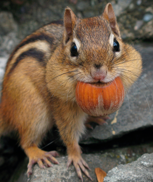 Hongersnoot onder eekhoorns. <br>Foto: Gilles Gonthier