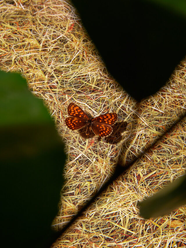 insecten
