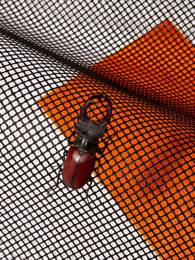 insecten