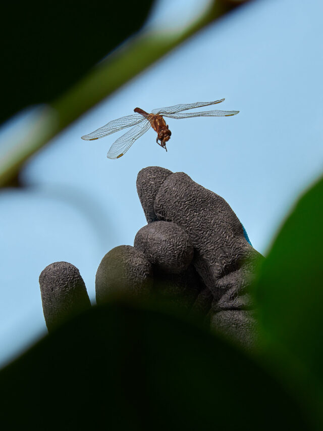 insecten