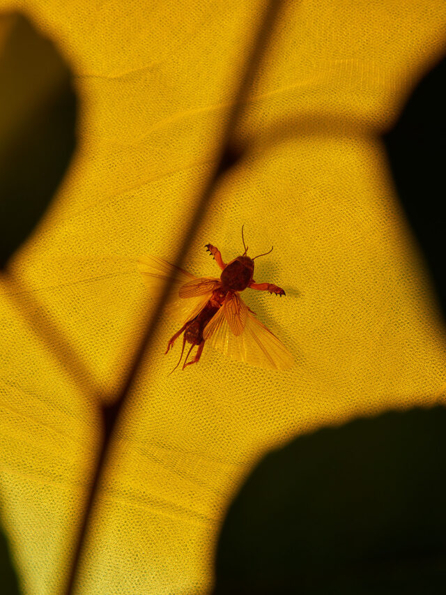 insecten