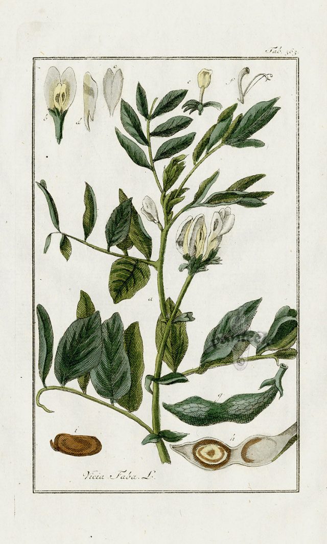 tuinbonen