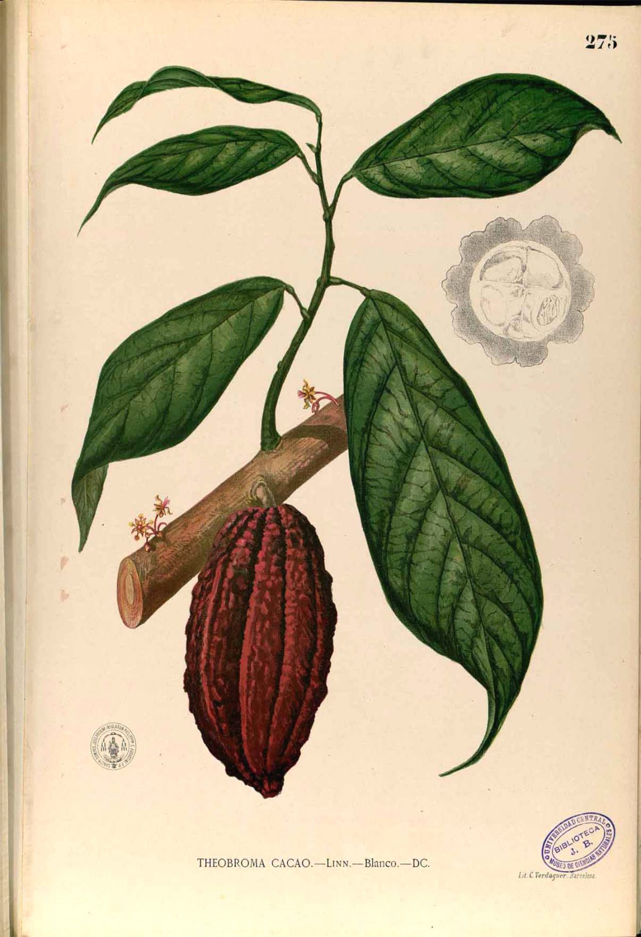 cacaoboon