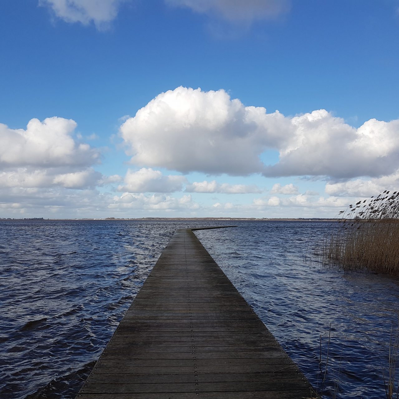 spijbelen