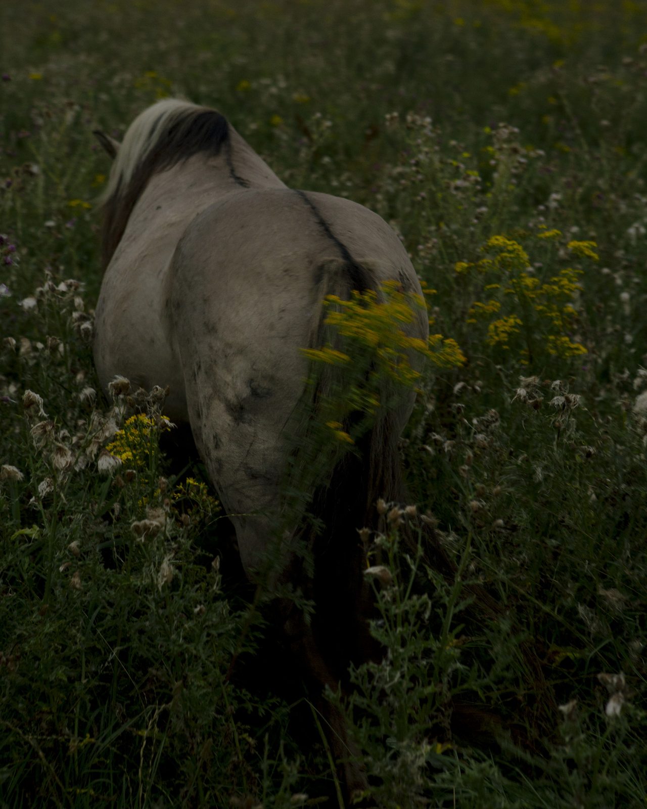 Foto van konikpaard in de Oostvaardersplassen