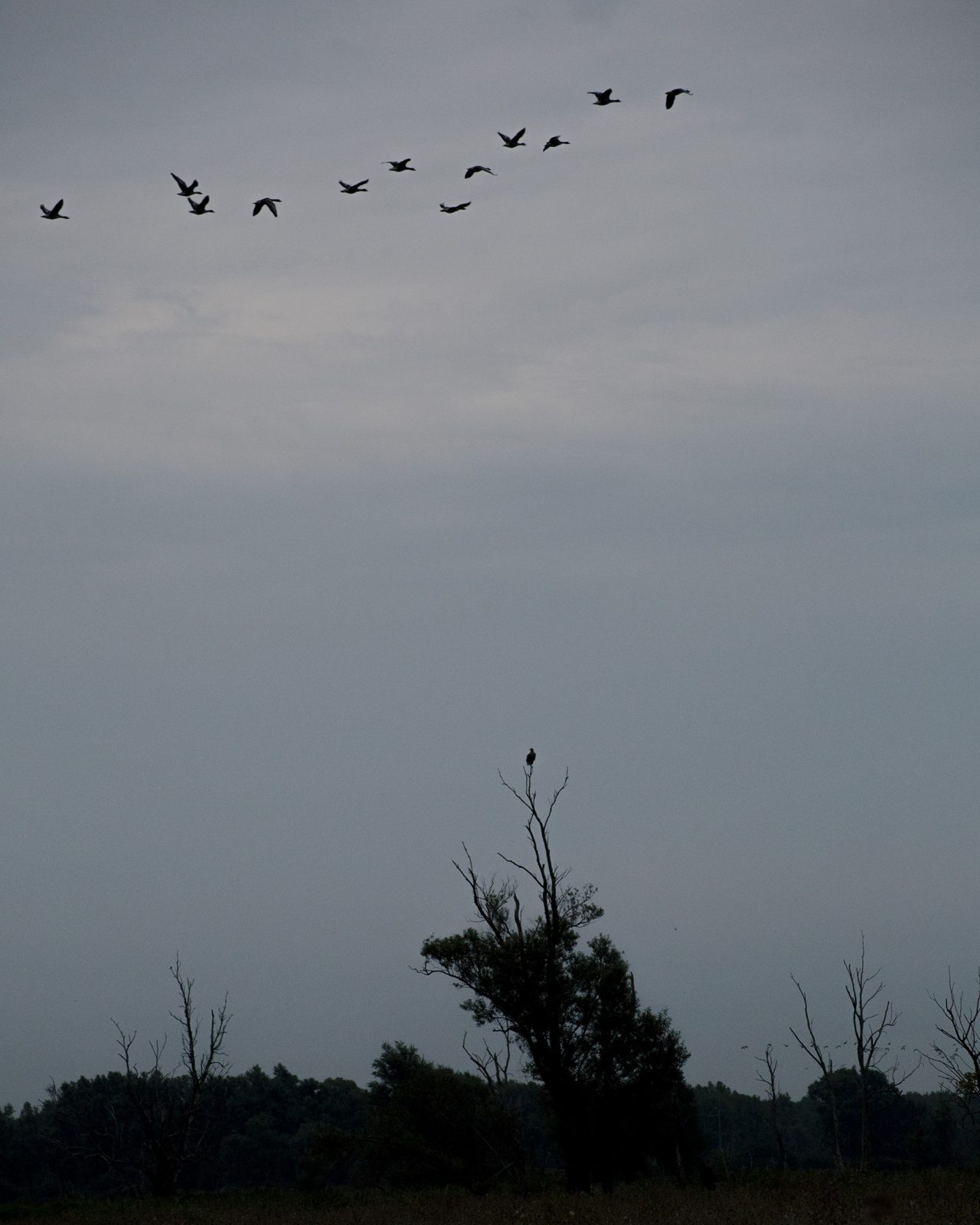 Foto van zwerm vogels in de Oostvaardersplassen