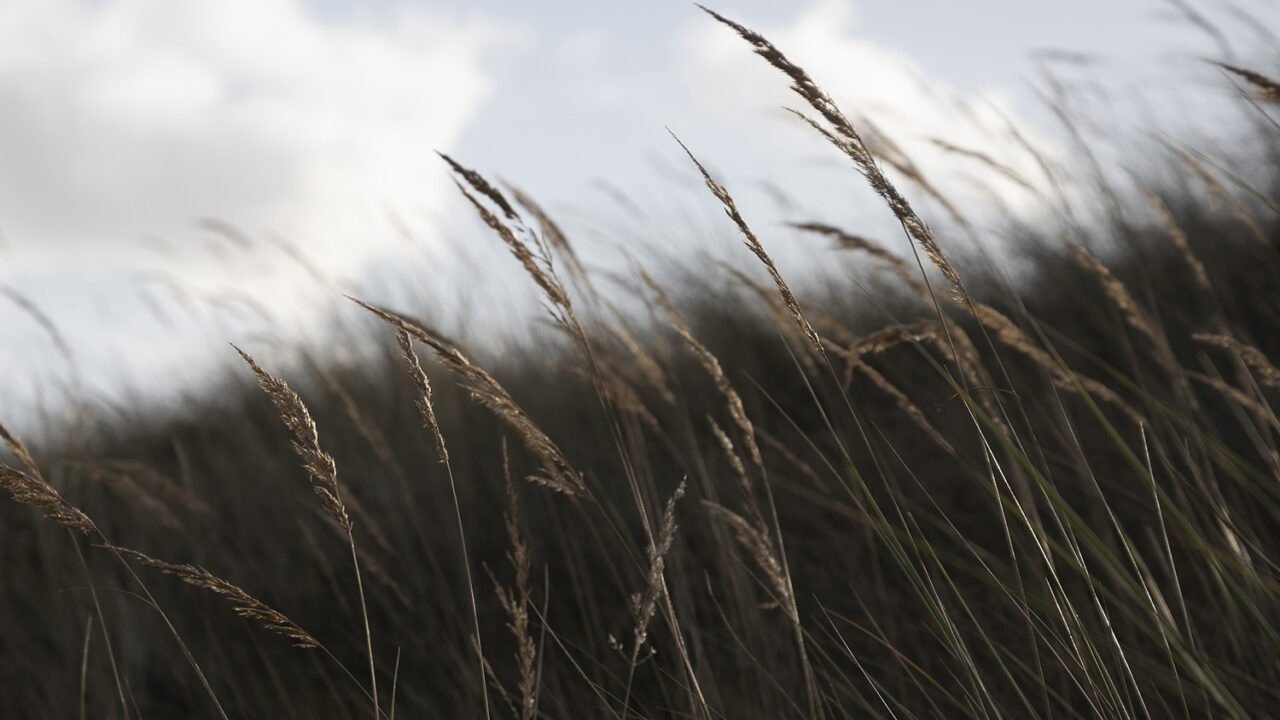 Kunnen we de natuur helpen door er een prijskaartje aan te hangen? - Vrij Nederland