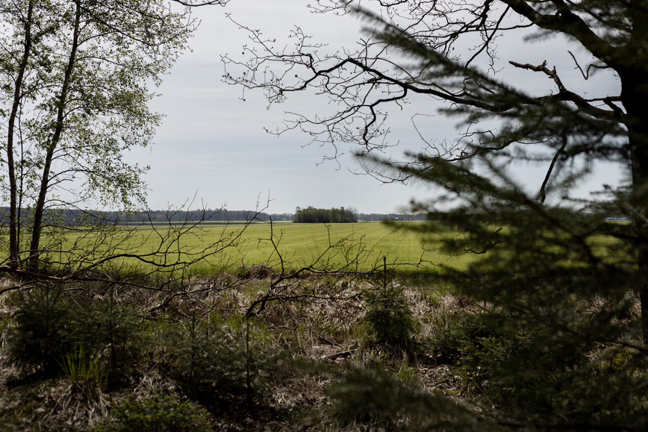 Wolf in Nederland